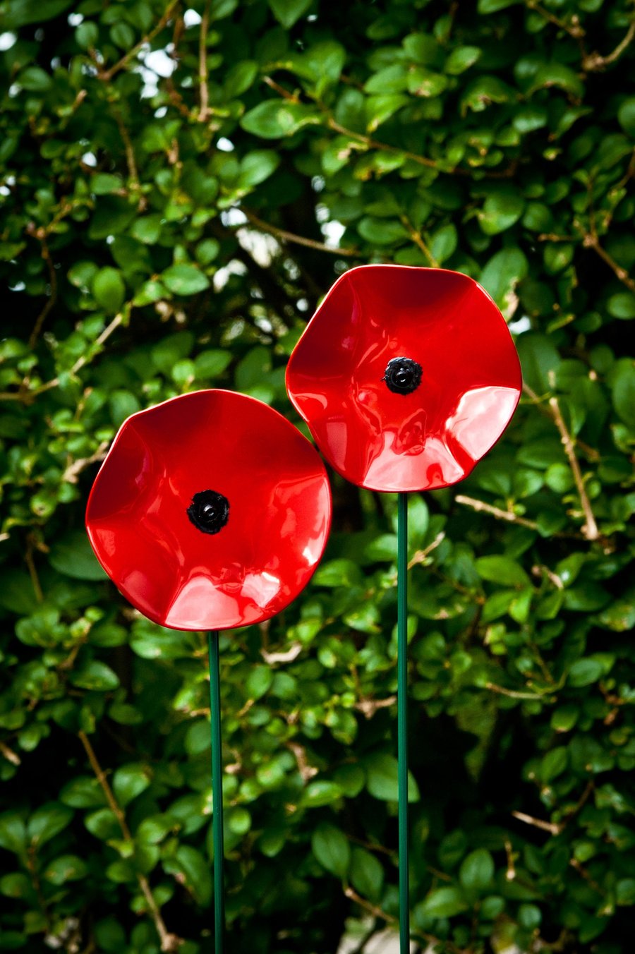 Remembrance Plants And Flowers Uk Best Flower Site