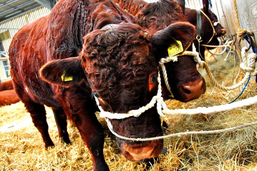 Pedigree Red Ruby Devon Cow Photograph Print