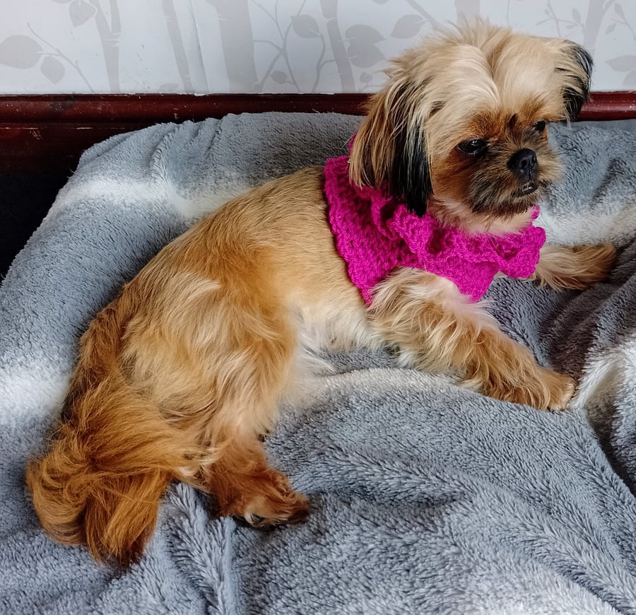 Handmade Harness made to size for Dogs,Cats all Breed sizes xxstcupxsSmallMLXL