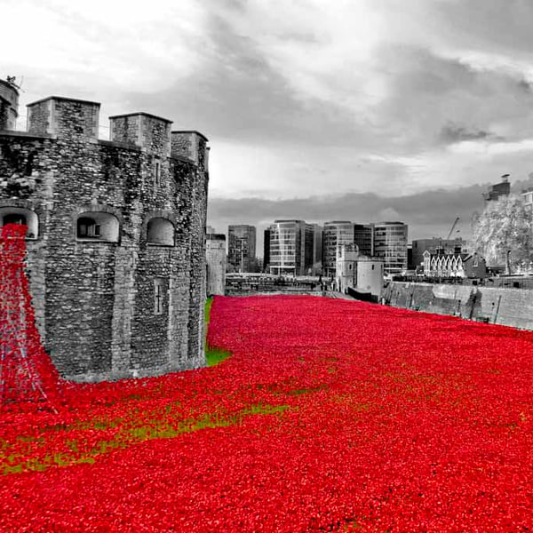 Red Poppies At The Tower Of London England Photograph Print