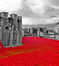 Red Poppies At The Tower Of London England Photograph Print - Image 1