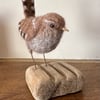 Little wren