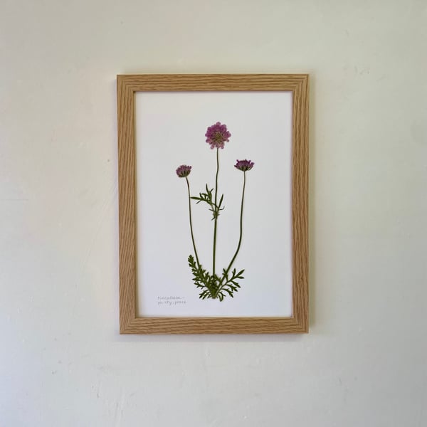 Pressed Pincushion (scabious) flowers - A4