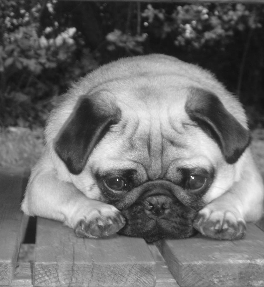 One Little Pug