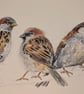 Sparrows, an A4 or A3 signed print of an original drawing - Image 5