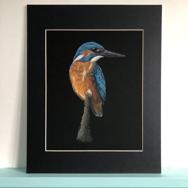 'Kingfisher Perching' a limited edition, mounted, Giclee print of a kingfisher