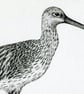 Curlew card - Image 3