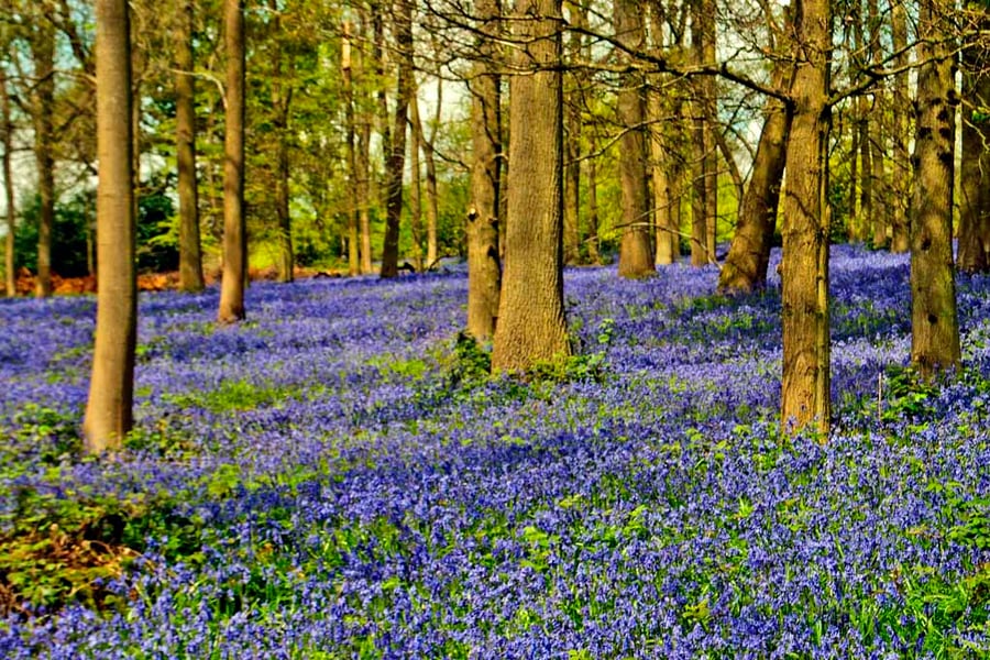 Bluebell Woods Spring Flowers Greys Court Oxfordshire Photograph Print