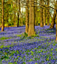 Bluebell Woods Spring Flowers Greys Court Oxfordshire Photograph Print - Image 1