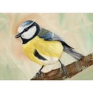 Blue Tit Bird Art print, Watercolour Painting, available in A4 and A5