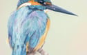 Giclee Art Prints - Birds