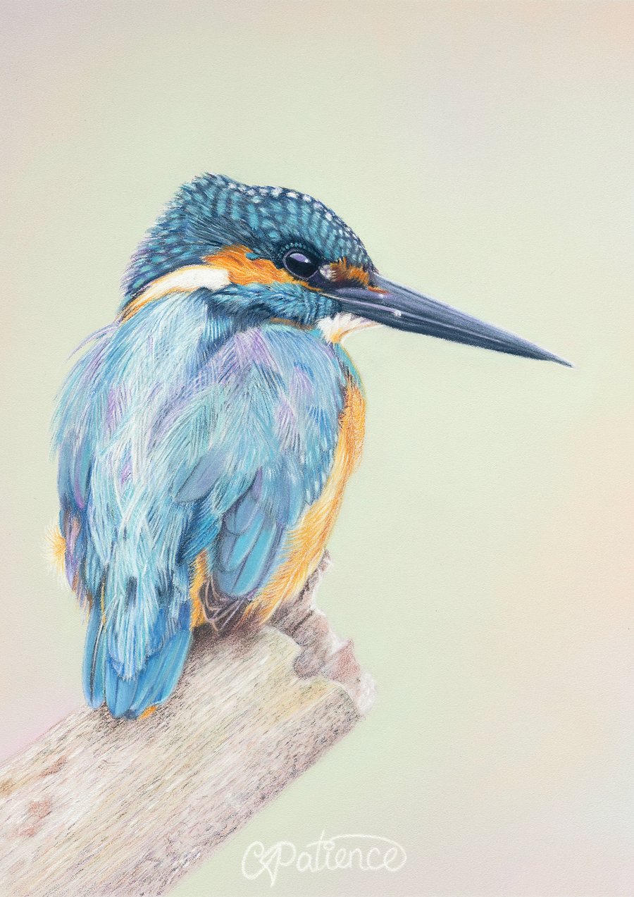 'Majestic Blue', Kingfisher - 5x7 - signed open edition giclee print
