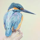 'Majestic Blue', Kingfisher - 5x7 - signed open edition giclee print