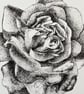 Flower from a garden - Image 5