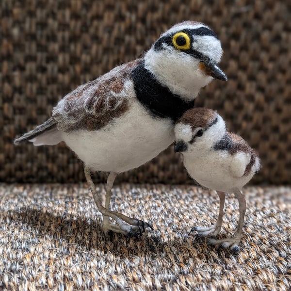Little Ringed Plover parent and chick 