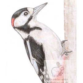 Woodpecker - Blank Card