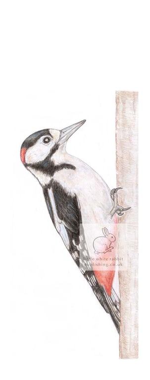 Woodpecker - Blank Card