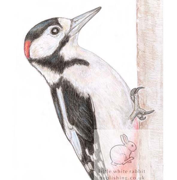 Woodpecker - Blank Card