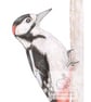 Woodpecker - Blank Card - Image 1