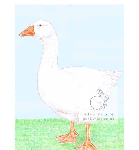 Goose - Blank Card