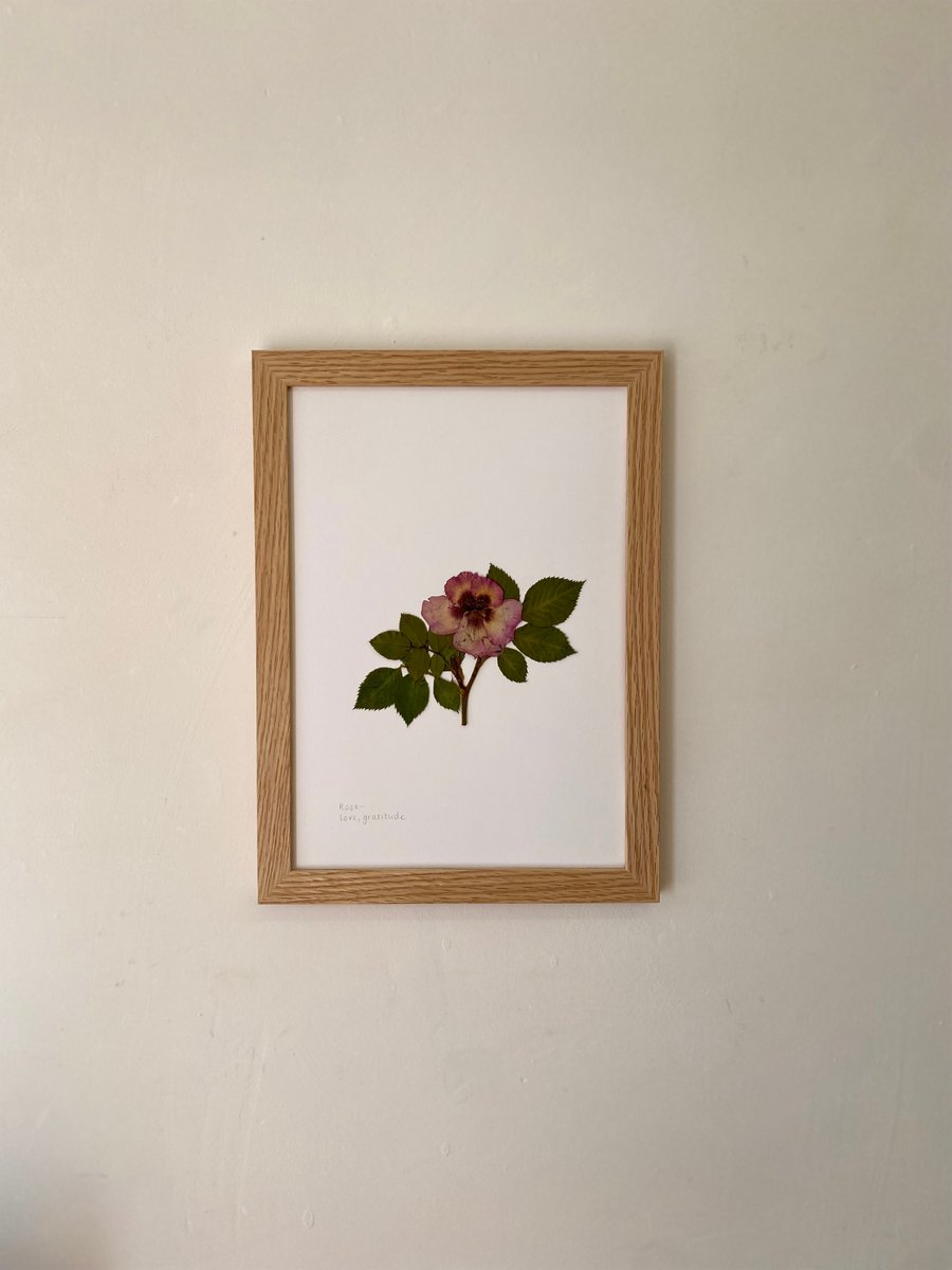 Pressed Rose flower - A4