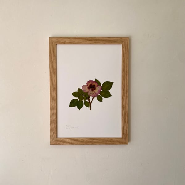 Pressed Rose flower - A4