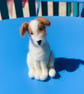 Jack Russell - Image 1