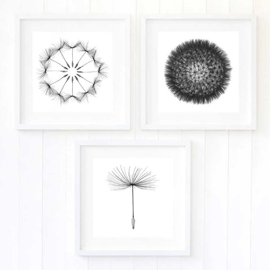 Dandelion clock wall art print set of 3 - Black and white seed head photography