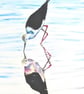Black-winged Stilt Bird  Oil Painting of African Wildlife - Image 3