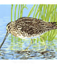 Common Snipe wading bird - Limited Edition Linocut Reduction Print