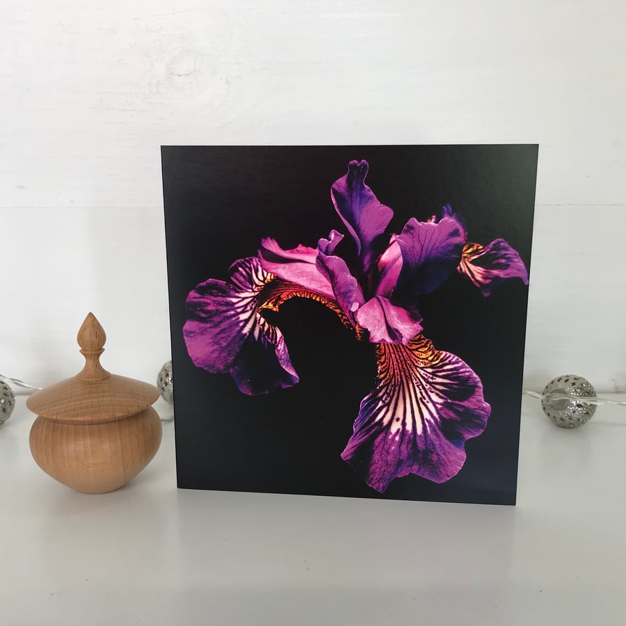 Photographic Greetings Card - Blank Greetings Card - Purple Iris Flower