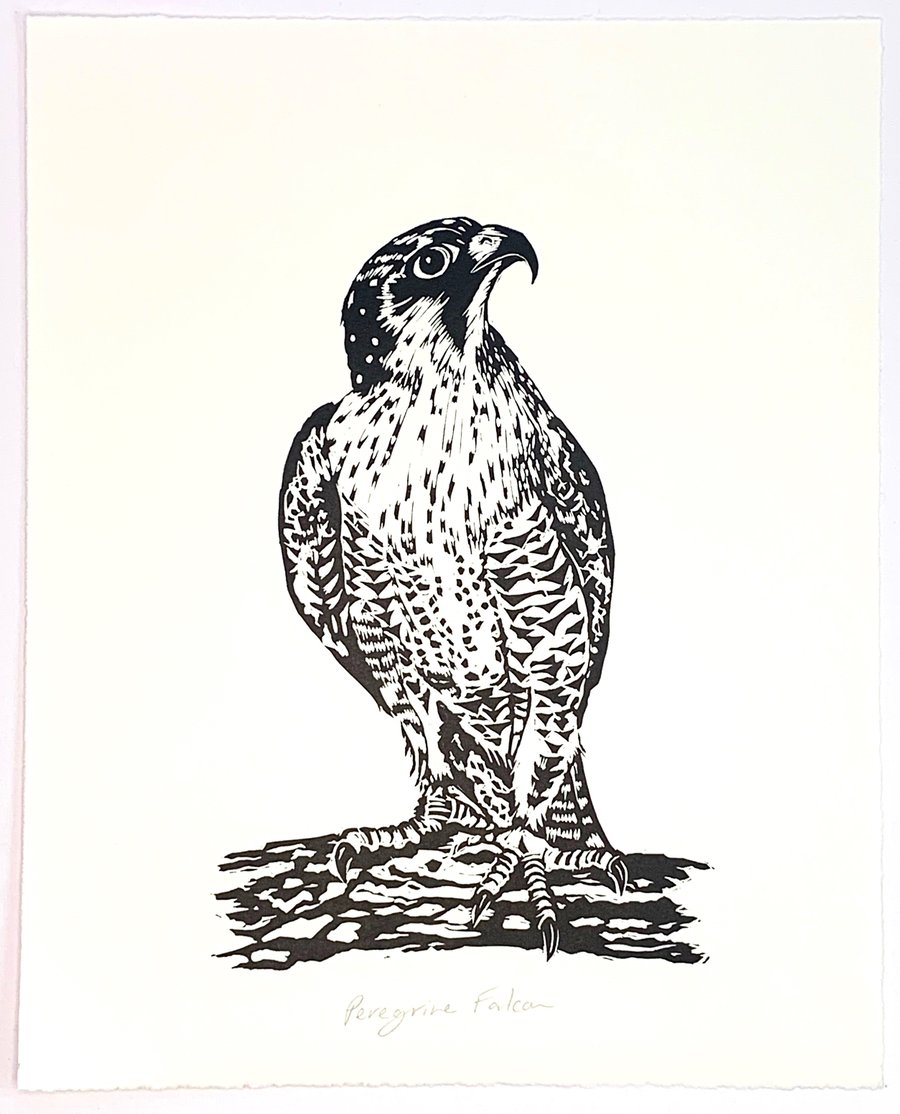 Peregrine Falcon