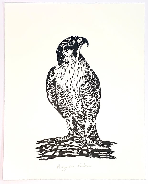Peregrine Falcon