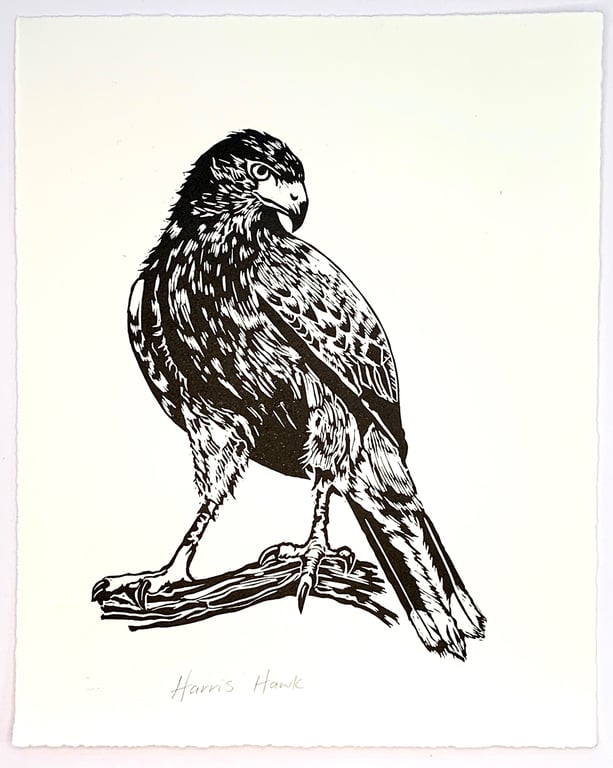 Harris Hawk