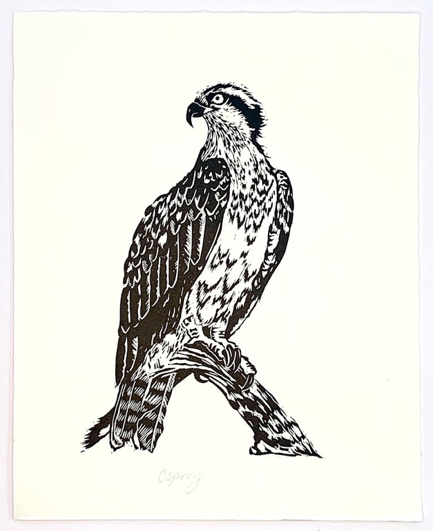 Osprey