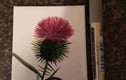 Scottish gifts