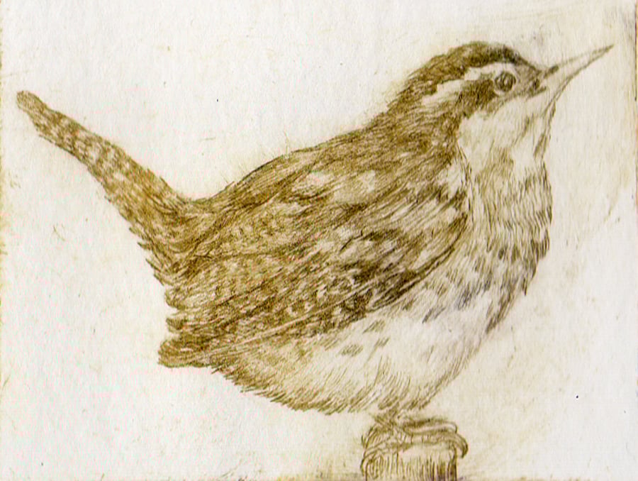 Wren drypoint print