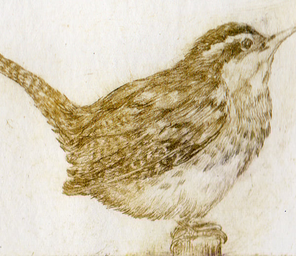 Wren drypoint print