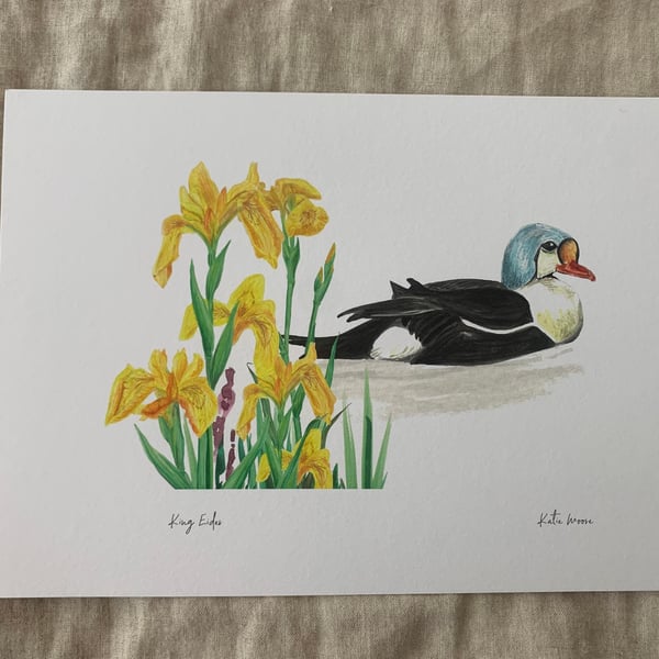 King Eider A4 Eco-Friendly Art Print