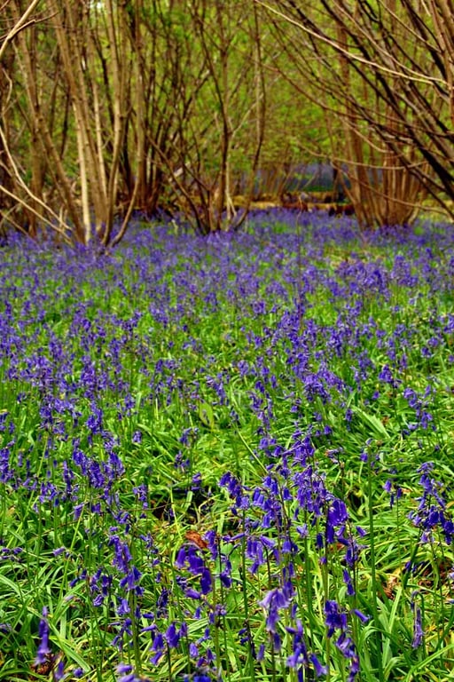 Bluebell Woods Spring Flowers Basildon Park Photograph Print