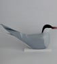 Arctic tern - Image 1
