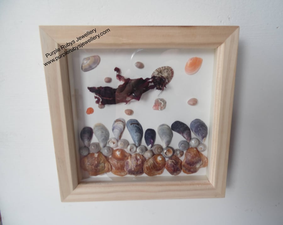 Cornish Sea Shells Underwater Scene P072