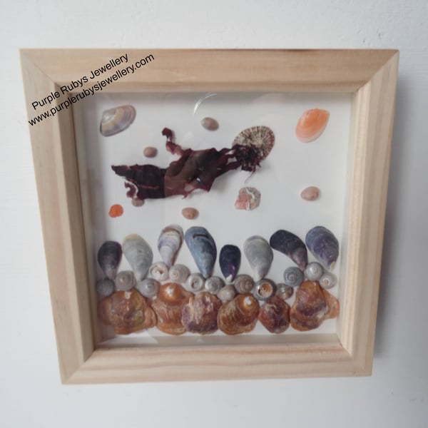 Cornish Sea Shells Underwater Scene P072