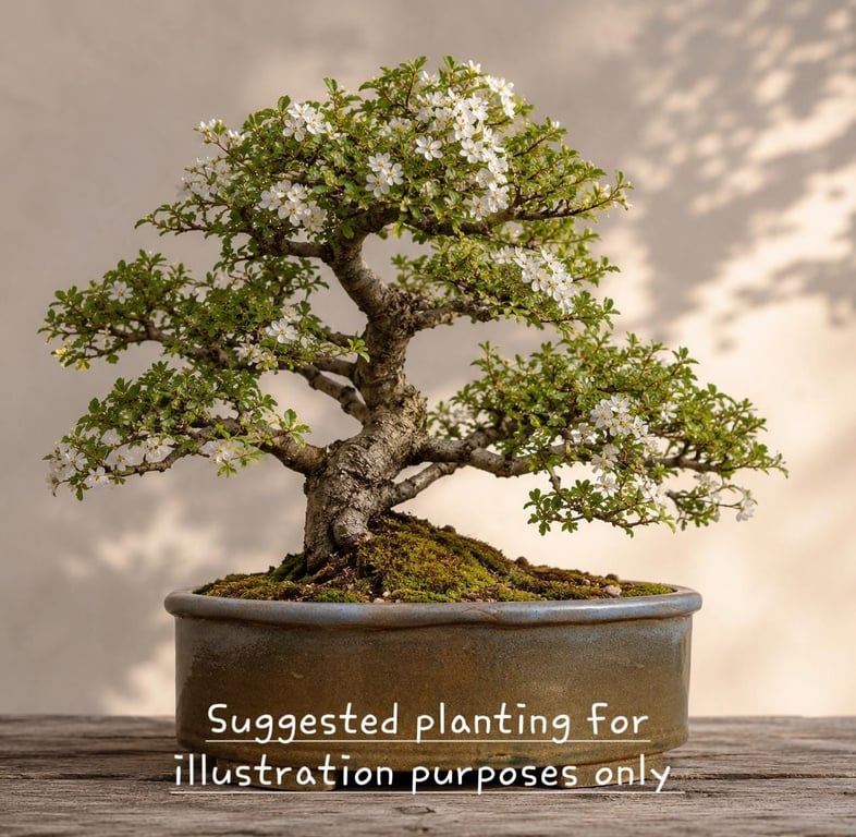 Handmade Oval Bonsai Pot 29cm Stoneware Bonsai Planter Accent Planting or Kusamo