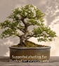 Handmade Oval Bonsai Pot 29cm Stoneware Bonsai Planter Accent Planting or Kusamo