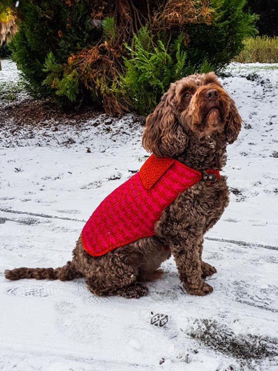 Medium on sale dog jumper