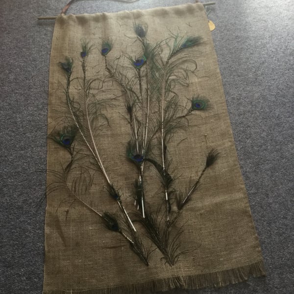 Peacock feathers 