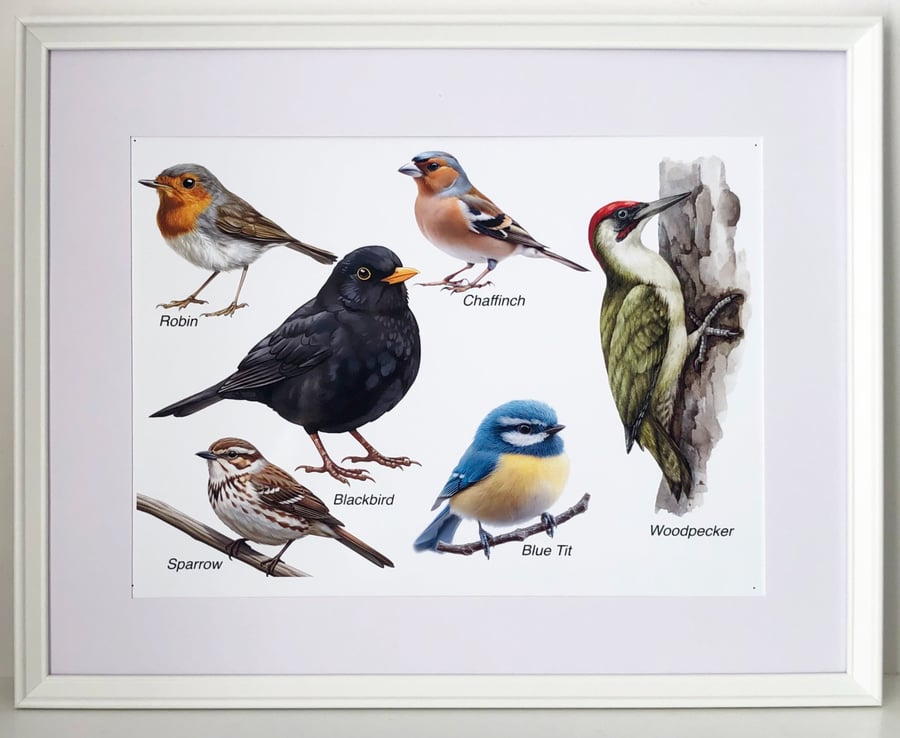 British Birds - Three sizes of Print in either a Black or White frame