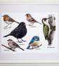 British Birds - Three sizes of Print in either a Black or White frame