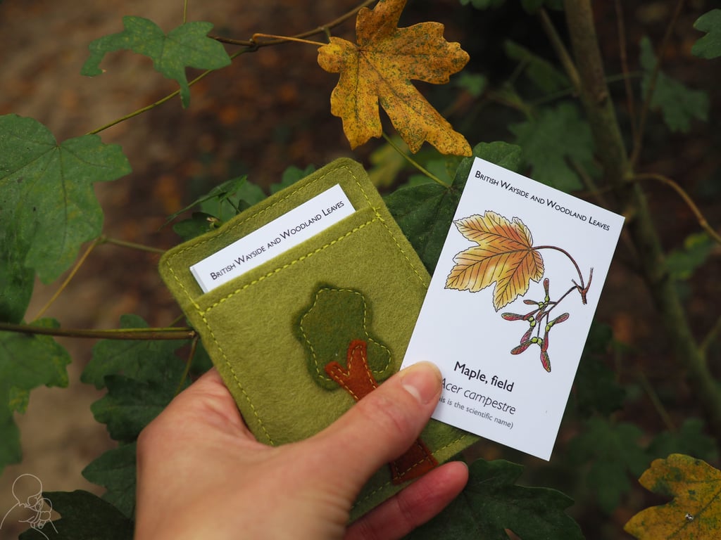 Leaf Spotter Cards, Flash Cards, British Trees